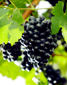 葡萄果實