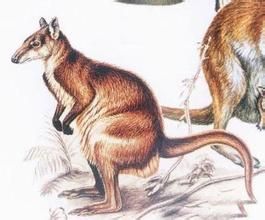 澳大利亞小兔猼 澳大利亞小兔猼