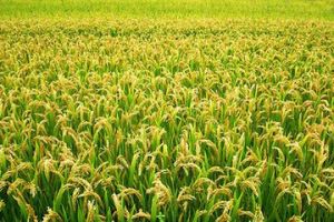 秀豐占5號 秀豐占5號