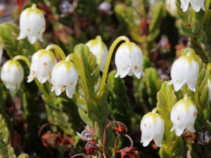 篦葉岩須 篦葉岩須