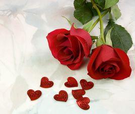 永不調謝的玫瑰 永不調謝的玫瑰