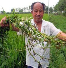 中國外來入侵物種 中國外來入侵物種