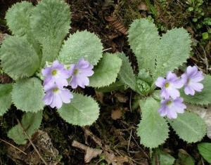 大葉寶興報春 大葉寶興報春