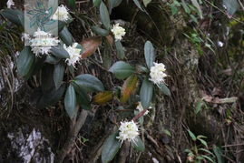 疏葉杜鵑 疏葉杜鵑