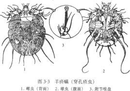 羊蟎病 羊蟎病