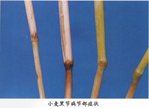 小麥黑節病 小麥黑節病