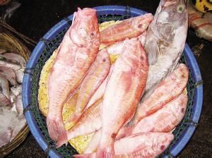 長胸紅娘魚 長胸紅娘魚