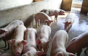 豬維生素A缺乏症