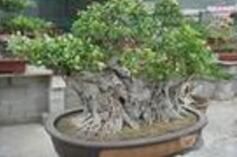 《工廠化花卉生產》 《工廠化花卉生產》