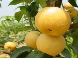 黃蜜梨 黃蜜梨