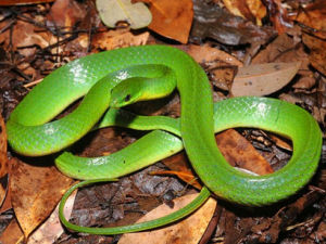 純綠翠青蛇