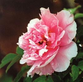 海波[芍藥屬牡丹栽培品種]