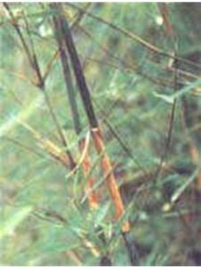 灰綠玉山竹 灰綠玉山竹