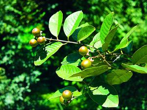 居間紫薇 居間紫薇