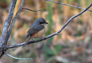 灰背伯勞 灰背伯勞