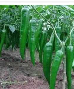 滙豐3號辣椒 滙豐3號辣椒