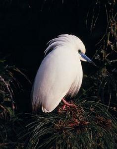 馬島池鷺 馬島池鷺