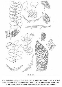 葉生針鱗苔 葉生針鱗苔