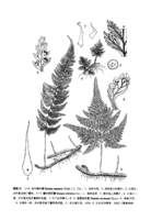 長葉陰石蕨 長葉陰石蕨