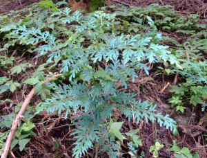 薄葉卷柏 薄葉卷柏