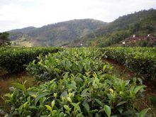 黃寨自然村[雲南省昭通市鎮雄縣果珠鄉黃寨自然村]