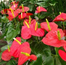 杜斯寶特 杜斯寶特