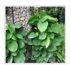 火秧竻葉 火秧竻葉