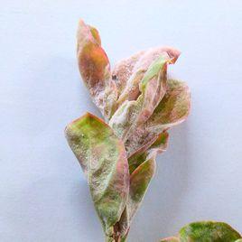 紫薇白粉病 紫薇白粉病