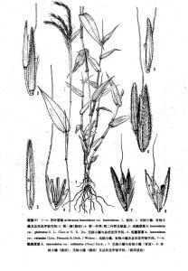 粗刺草草（變種）