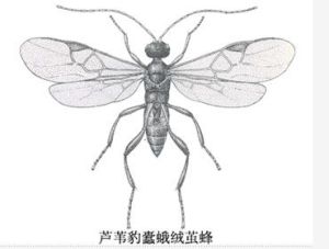 蘆葦豹蠹蛾絨繭蜂 蘆葦豹蠹蛾絨繭蜂