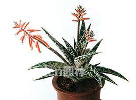 乾代田錦 乾代田錦