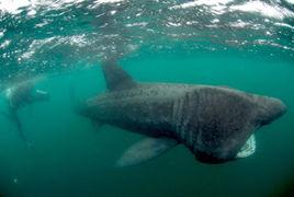 加勒比海姥鯊 加勒比海姥鯊