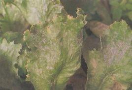 萵苣白粉病 萵苣白粉病