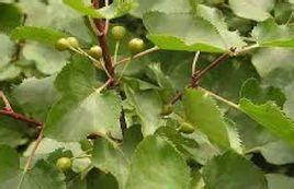 刺鼠李(原變種) 刺鼠李(原變種)