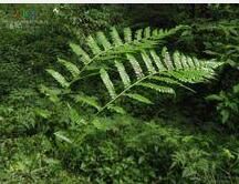 丁氏枝脈蕨 丁氏枝脈蕨