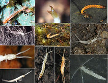 擬八鋏蟲科 擬八鋏蟲科