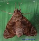 缺角天蛾 缺角天蛾