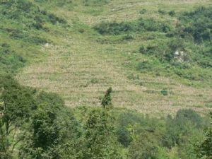 桃子自然村 桃子自然村