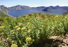 長白山紅景天