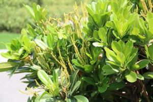 蘭嶼土沉香 蘭嶼土沉香