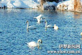 天鵝泉濕地公園 天鵝泉濕地公園