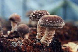 椴木香菇 椴木香菇