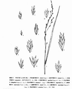 大萼早熟禾 大萼早熟禾