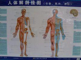 人體解剖掛圖 人體解剖掛圖