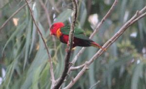 貴妃吸蜜鸚鵡 貴妃吸蜜鸚鵡