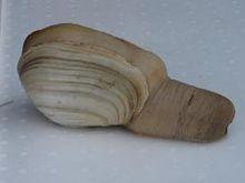 象鼻貝的各種圖片