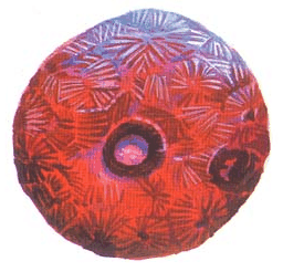 華麗海百合 華麗海百合