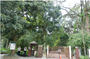 巴西里約植物園 巴西里約植物園