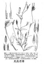 光亮藎草 光亮藎草