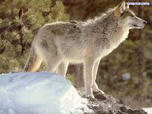 西北狼[物種名稱]